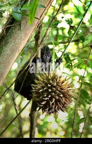 Ein junger Sulawesi-Schwarzkammmakaken (Macaca nigra) pflückt im Naturschutzgebiet Tangkoko, North Sulawesi, Indonesien, Liana-Früchte. Laut einem Team von Wissenschaftlern unter der Leitung von Marine Joly, das im Juli 2023 im International Journal of Primatology veröffentlicht wurde (Zugriff über Springer), stieg die Temperatur im Wald von Tangkoko an und die Gesamtfruchtmenge sank. „Zwischen 2012 und 2020 stiegen die Temperaturen im Wald um bis zu 0,2 Grad Celsius pro Jahr, und der Obstreichtum sank insgesamt um 1 Prozent pro Jahr“, schrieben sie. Stockfoto