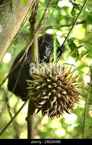 Ein junger Sulawesi-Schwarzkammmakaken (Macaca nigra) pflückt im Naturschutzgebiet Tangkoko, North Sulawesi, Indonesien, Liana-Früchte. Laut einem Team von Wissenschaftlern unter der Leitung von Marine Joly, das im Juli 2023 im International Journal of Primatology veröffentlicht wurde (Zugriff über Springer), stieg die Temperatur im Wald von Tangkoko an und die Gesamtfruchtmenge sank. „Zwischen 2012 und 2020 stiegen die Temperaturen im Wald um bis zu 0,2 Grad Celsius pro Jahr, und der Obstreichtum sank insgesamt um 1 Prozent pro Jahr“, schrieben sie. Stockfoto
