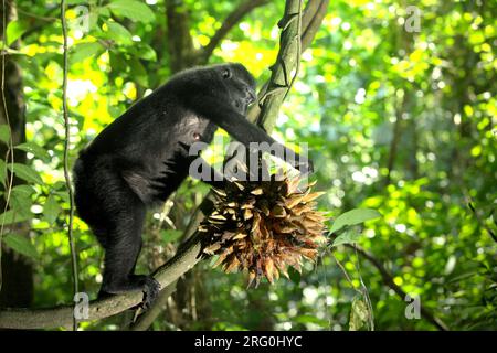 Eine Sulawesi-Schwarzkammmakake (Macaca nigra) pflückt im Naturschutzgebiet Tangkoko, North Sulawesi, Indonesien, Liana-Früchte. Laut einem Team von Wissenschaftlern unter der Leitung von Marine Joly, das im Juli 2023 im International Journal of Primatology veröffentlicht wurde (Zugriff über Springer), stieg die Temperatur im Wald von Tangkoko an und die Gesamtfruchtmenge sank. „Zwischen 2012 und 2020 stiegen die Temperaturen im Wald um bis zu 0,2 Grad Celsius pro Jahr, und der Obstreichtum sank insgesamt um 1 Prozent pro Jahr“, schrieben sie. Stockfoto