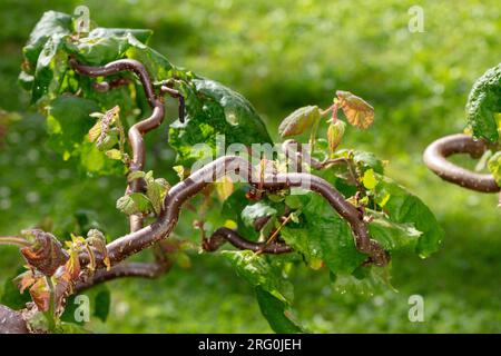 'Contorta' Harry Lauders Gehstock, ormhassel (Corylus avellana) Stockfoto