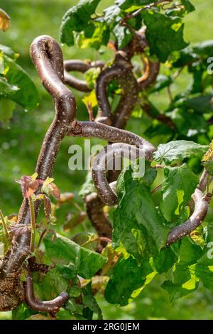 'Contorta' Harry Lauders Gehstock, ormhassel (Corylus avellana) Stockfoto