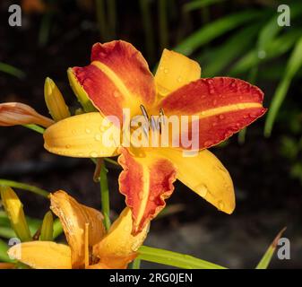 "Frans Hals' Daylily, Daglilja (Hemerocallis) Stockfoto