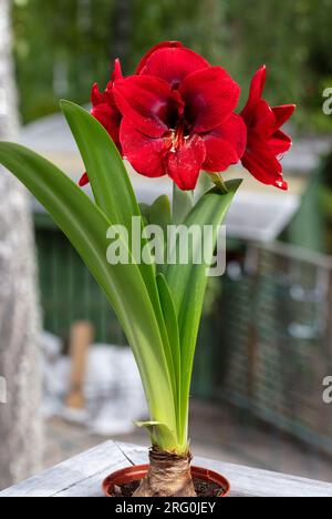 „Amorita Danu®“ Hippeastrum, Amaryllis (Hippeastrum x hortorum) Stockfoto