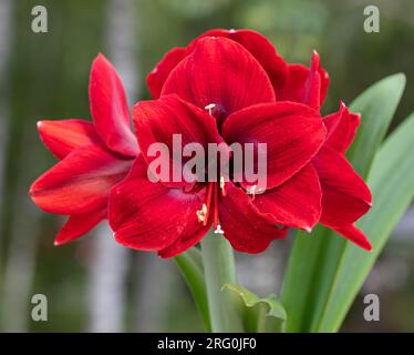 „Amorita Danu®“ Hippeastrum, Amaryllis (Hippeastrum x hortorum) Stockfoto