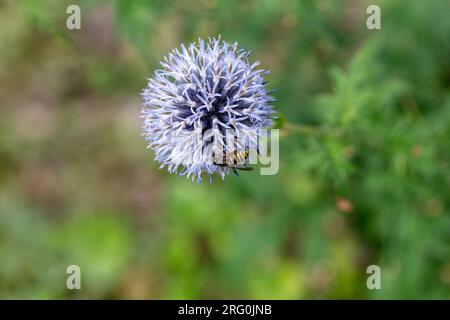 Blauer Globus Thistle, Blå bolltistel (Echinops bannaticus) Stockfoto