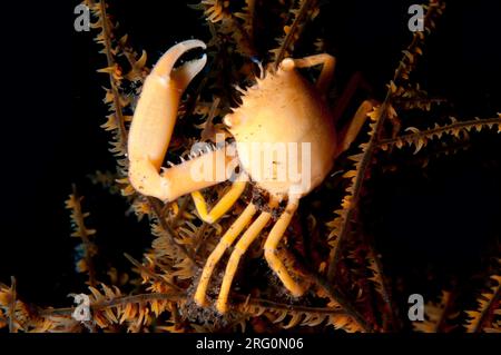 Krabben von Korallenkranke, Quadrella coronata, auf Korallen, Tauchplatz von Pantai Lahar, Seraya, Karangasem, Bali, Indonesien Stockfoto