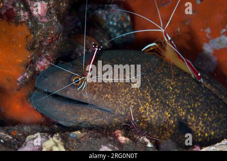 Moray Aal mit gelben Kanten, Gymnothorax flavimarginatus, gereinigt von Buckelwal Cleaner Shrimp, Lysmata amboinensis, Scuba Seraya House Reef Tauchplatz Stockfoto