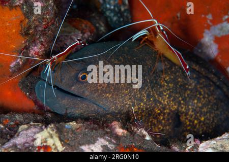 Moray Aal mit gelben Kanten, Gymnothorax flavimarginatus, gereinigt von Buckelwal Cleaner Shrimp, Lysmata amboinensis, Scuba Seraya House Reef Tauchplatz Stockfoto