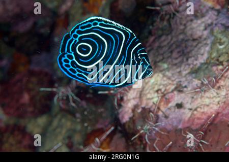 Juvenile Kaiser Angelfisch, Pomacanthus Imperator, mit tanzenden Garnelen, Rhynchocinetes durbanensis im Hintergrund, Tauchplatz am Reef des Scuba Seraya House, Stockfoto