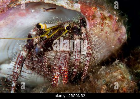 Dunkle Kniekrabbe, Dardanus Lagopodes, in Schale mit Schnappgarnelen, Synalpheus sp, Lombok Fields Tauchplatz, Seraya, Bali, Indonesien Stockfoto