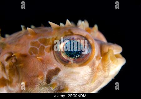 Orbicular Burrfish, Cyclichthys orbicularis, Nachttauchen, TK1 Tauchplatz, LembritStraits, Sulawesi, Indonesien Stockfoto