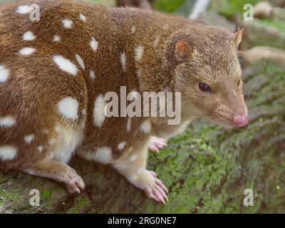 Wundervolle, fantastische Quoll mit gepunktetem Schwanz und markanten weißen Flecken. Stockfoto