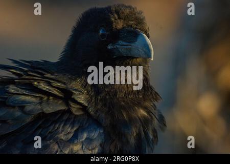 Ein kalifornischer Rabe (Corvus corax sinuatus) bei Sonnenuntergang. Stockfoto