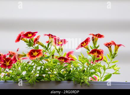 Nahaufnahme der wunderbar blühenden Calibrachoa-Blumen Stockfoto