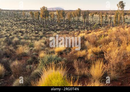 Blick auf den Uluru in der Ferne am frühen Morgen über der Wüstenvegetation. Uluru-Kata Tjuta Nationalpark, Northern Territory, Australien U Stockfoto