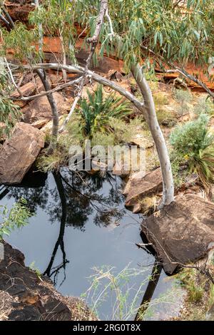 Kings Creek am Fuß des nördlichen Arms des Kings Canyon, gesäumt mit Eukalypten (Corymbia Papuana) und MacDonnell Ranges Cycad (Macrozamia macdonnellii) Stockfoto