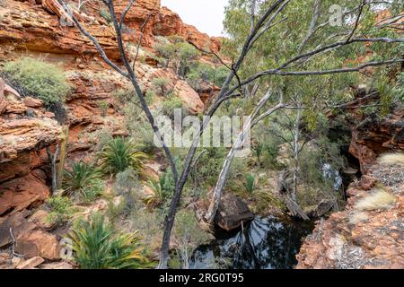 Kings Creek am Fuß des nördlichen Arms des Kings Canyon, gesäumt mit Eukalypten (Corymbia Papuana) und MacDonnell Ranges Cycad (Macrozamia macdonnellii) Stockfoto