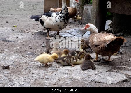 Gelbe und braune Entenküken auf dem Hof. Junge Entenküken im Hof Stockfoto