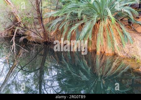 MacDonnell Ranges Cycad (Macrozamia macdonnellii), reflektiert im Kings Canyon Waterhole in einem Gebiet, das als Garten Eden bekannt ist. Watarrka-Nationalpark, Stockfoto