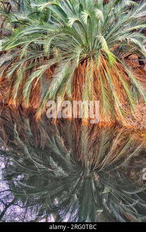 MacDonnell Ranges Cycad (Macrozamia macdonnellii), reflektiert im Kings Canyon Waterhole in einem Gebiet, das als Garten Eden bekannt ist. Watarrka-Nationalpark Stockfoto