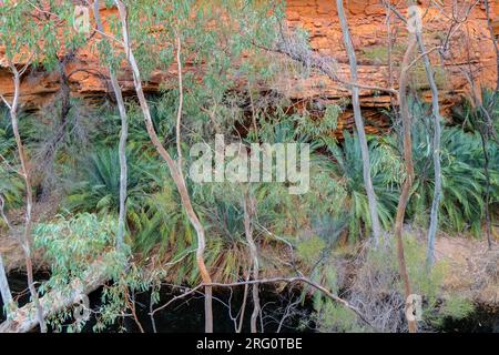 Kings Creek am Fuß des nördlichen Arms des Kings Canyon, gesäumt mit Eukalypten (Corymbia Papuana) und MacDonnell Ranges Cycad (Macrozamia macdonnellii) Stockfoto