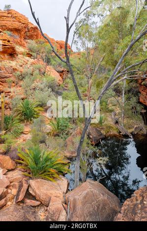 Kings Creek am Fuß des nördlichen Arms des Kings Canyon, gesäumt mit Eukalypten (Corymbia Papuana) und MacDonnell Ranges Cycad (Macrozamia macdonnellii) Stockfoto