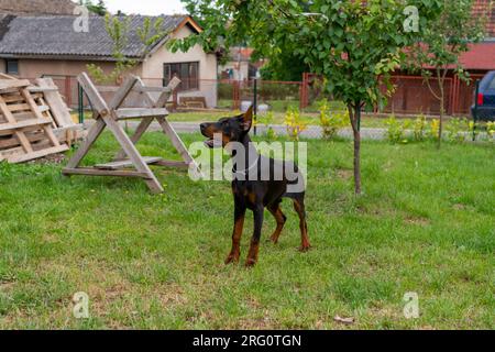 6 Monate alter Doberman Welpe, spielt und läuft auf dem Hof, genießt warme Sommertage, europäische Rasse. Stockfoto