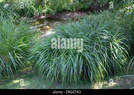 Das Ziergras Miscanthus sinensis var Zebrinus am schattigen Flussufer im Park. Zebragraspflanze mit gestreiftem Bogenblattwerk. Stockfoto