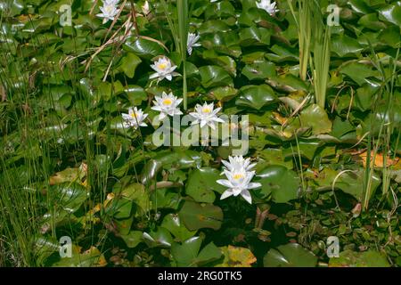 Dekorativer Teich mit nymphaea odorata Wasserpflanzen. Duftende Weißwasserlilien Blüten und Blätter auf der Wasseroberfläche. Stockfoto