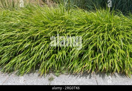 Japanische Waldgraspflanzen. Hakonechloa macra oder hakone Graspflanzen Grenzen an. Stockfoto
