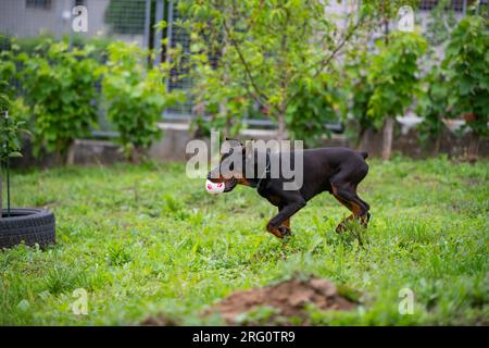 6 Monate alter Doberman Welpe, spielt und läuft auf dem Hof, genießt warme Sommertage, europäische Rasse. Wunderschöner Hund. Stockfoto