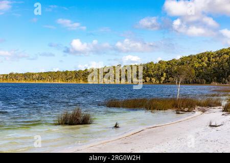 Lake Birrabeen, Fraser Island K'gari an einem blauen Himmel Wintertag 2023, Queensland, Australien Stockfoto