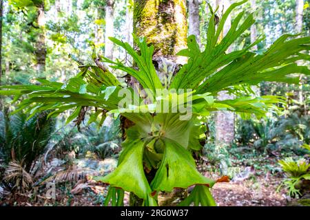Australian Hanging Staghorn Farn auf Fraser K'gari Island in Queensland, an Central Station Rainforest, Australien, 2023 Stockfoto