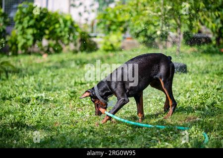 Ein Doberman-Zuchthund spielt mit einem Schlauch und Wasser in seinem Garten. Ein erfrischendes Bad an einem heißen, sonnigen Tag. Stockfoto