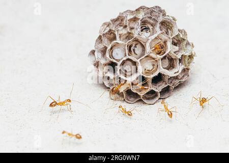 Team von gelben verrückten Ameisen auf dem Wespennest, Amts Teamwork mit Arbeit. Stockfoto