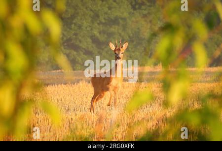 Junger männlicher Hirsch, der auf dem Feld steht und mich beobachtet Stockfoto