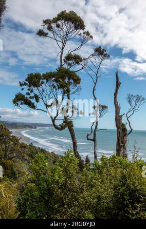 Podocarp-Bäume mit Blick auf den Strand und die Tasmansee südlich von Okarito an der Westküste von Neuseelands Südinsel Stockfoto