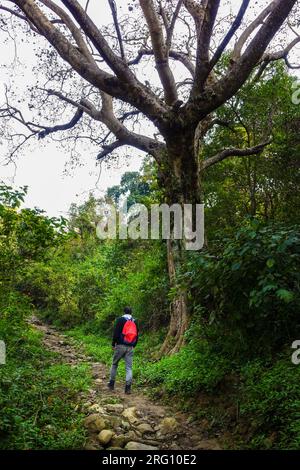 Oktober 14. 2022, Uttarakhand Indien. Einsamer Wanderer mit rotem Rucksack erkundet die Wälder neben einem riesigen Baum mit Blick auf Dehradun. Ruhiges Uttarak Stockfoto