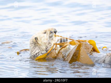 Seeotter spielt mit Kelp Stockfoto