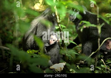 Eine Erwachsene Frau von Sulawesi-Schwarzkammmakaken (Macaca nigra) kümmert sich um einen Nachwuchs, während sie eine Interaktion mit einer anderen erwachsenen Frau im Naturschutzgebiet Tangkoko, North Sulawesi, Indonesien, hat. Männliche Kammmakaken reagieren selten (11 Prozent) auf Schreie von Säuglingen, die an agonistischen Interaktionen beteiligt sind, so ein Team von Primaten-Wissenschaftlern unter Leitung von Daphne Kerhoas in ihrem Bericht vom Juli 2023, der im International Journal of Primatology veröffentlicht wurde. Wir fanden auch heraus, dass Männer, die der beste Freund der Mutter waren, etwas eher auf die Schreie eines Säuglings reagierten als Männer, die... Stockfoto