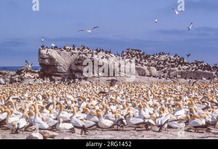 Kapgannets (Morus capensis) im Vogelinsel-Naturschutzgebiet in Lambert's Bay in der Provinz Westkap von Südafrika. Stockfoto