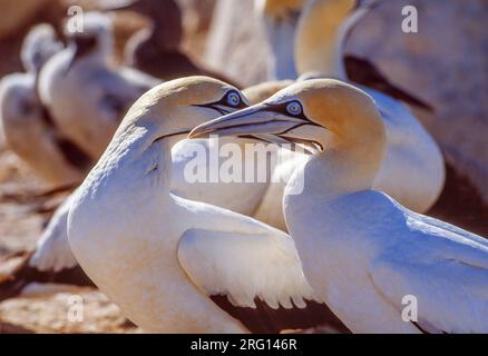 Ein Paar Kapgannets (Morus capensis) im Vogelschutzgebiet Lamberts Bay in der südafrikanischen Provinz Westkap. Stockfoto