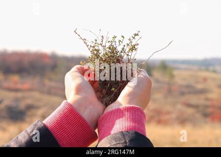 Sammlung von natürlichen frischen Kräutern. Thymian ernten. Wilde Heilpflanzen in weiblichen Händen auf einem wunderschönen Naturhintergrund. Erhöhte Immunität Stockfoto