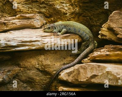 Eine große Eidechse liegt auf einem warmen Stein im Terrarium, im Zoo Stockfoto