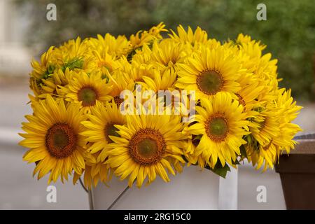 Wunderschöne, leuchtend gelbe Sonnenblumen werden an einem Marktstand auf dem Straßenmarkt in der Prager Innenstadt verkauft. Stockfoto