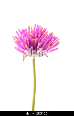 Junggesellenblumen isoliert auf weißem Hintergrund Stockfoto