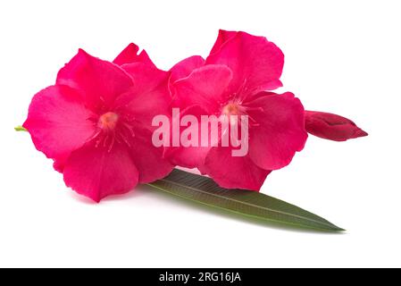 Oleanderblüten auf weißem Hintergrund isoliert Stockfoto