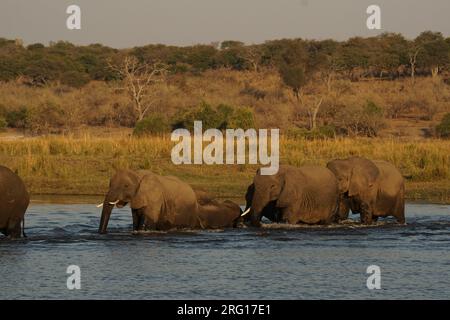 Elefanten, die den Chobe River Botswana überqueren Stockfoto