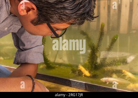Seitenansicht eines jungen männlichen ethnischen Mannes mit Brille, der nach unten schaut, während er mit den Händen auf den Knien im Aquarium sitzt und mexikanische Axolotles bei Tageslicht beobachtet Stockfoto
