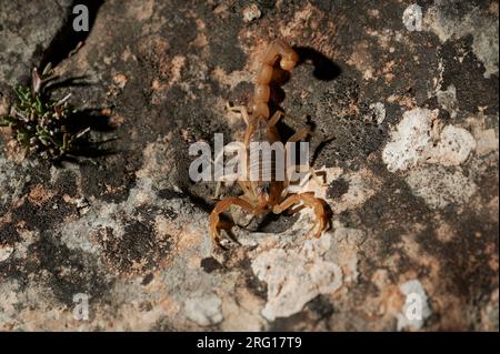 Draufsicht auf braunen Skorpion, der bei Tageslicht auf felsigem Gelände wandert Stockfoto